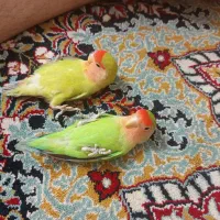 واگذاری لوازم فست فود چکی