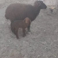 گوسفند با بره