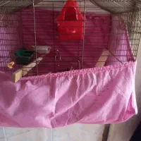 دوفنج ند و ماده