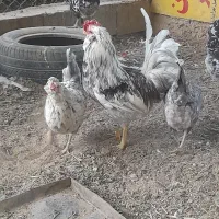 مرغ گلین طوسی فروش تخمرغ|حیوانات مزرعه|شهرکرد, |دیوار