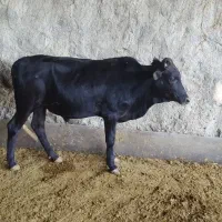گوساله نر