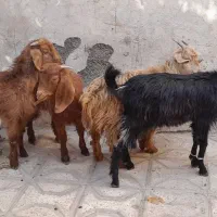 بزغاله ماده ۴راس قیمت همه باهم فقط|حیوانات مزرعه|مشهد, شهید قربانی|دیوار