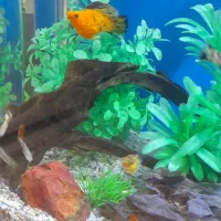 ماهی گیاهخوار وبچه ماهی|ماهی|کرج, شاهین‌ویلا|دیوار