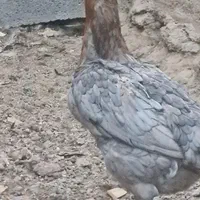 تخم لاری تازه نطفه دار