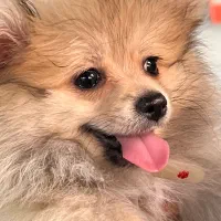 سگ پامرانین