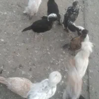 مرغ و خروس لهستانی