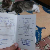 بچه گربه شناسنامه دار واکسیناسون شده|گربه|محمدشهر, جعفرآباد|دیوار