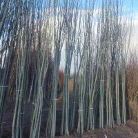 فروش نهال های لیبل دار فقط ۳۴ تومن