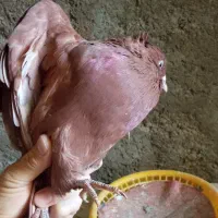 کبوتر رنگی|پرنده|شوشتر, |دیوار