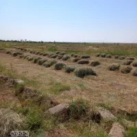 یونجه امسالی|لوازم جانبی حیوانات|تسوج, |دیوار