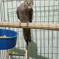 عروس هلندی ماده|پرنده|کازرون, |دیوار