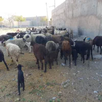 ۵۶راس میش کرد افشار|حیوانات مزرعه|آفتاب, |دیوار