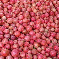 انار درجه یک|عمده‌فروشی|کوهنانی, |دیوار