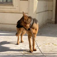 سگ ژرمن  اصیل