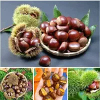شاه بلوط ارگانیک و جنگلی گیلان