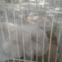 یک جفت خرگوش لوپ