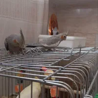 عروس هلندی سرلاکی