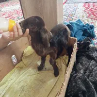 بزقاله نره|حیوانات مزرعه|تربت جام, میان جام|دیوار