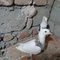 یک جفت کلفه|پرنده|اردبیل, |دیوار