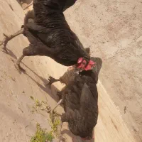 مرغ و خروس|حیوانات مزرعه|قم, ولیعصر|دیوار