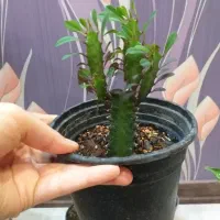 گل آگلونما برفی قاشقی افوربیا سانسوریا سینگونیوم|گل و گیاه طبیعی|تهران, صادقیه|دیوار