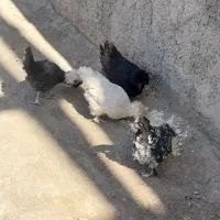 مرغ زینتی