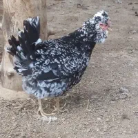 تخم نطفه دار گلین فول ریشو چهل تاج