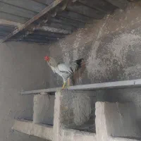 خروس  محلی
