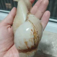 حلزون‌پرورشی