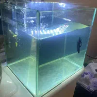 اکواریم ریملس