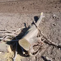 فروش حدود 500 کیلو چوب توت تر