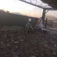 دم سبز  کاکل جوجه بندی|پرنده|شیراز, شهرک مطهری|دیوار