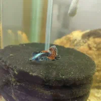 گوپی|ماهی|سیرجان, |دیوار