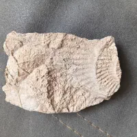 فسیل