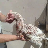 مرغ لاری و مرغابی