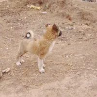 توله سرابی|سگ|انگوت, |دیوار