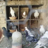 کبوتر|پرنده|قم, شهدا|دیوار