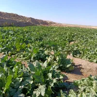 چغندر رسمی کیلو۸هزار