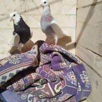 طوقی نسل قدیم