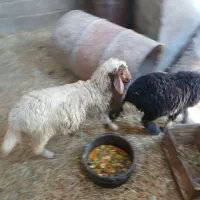 بره