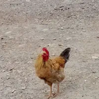 سه عدد خروس محلی امسالی