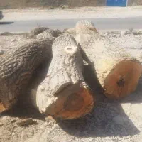 خرید و فروش چوب و درختان مجاز