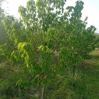 باغ جاده بناب نزدیک به اردکلو فروش فوری