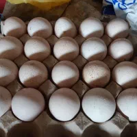 تخم بوقلمون نطفه دار اصیل