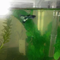 ماهی گوپی|ماهی|بندرعباس, |دیوار