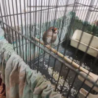 سره کرمانی نر  با قفس