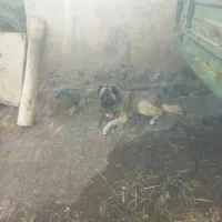 واگذاری سگ گله ای|سگ|اهر, |دیوار