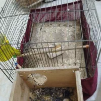 برزیلی فیشر مولد