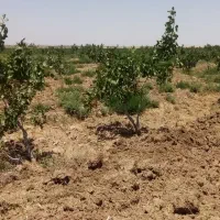 زمین فروشی ایستگاه محمدیه