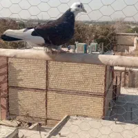 کبوتر4تایجایی 400|پرنده|رباط‌کریم, رباط‌کریم|دیوار
